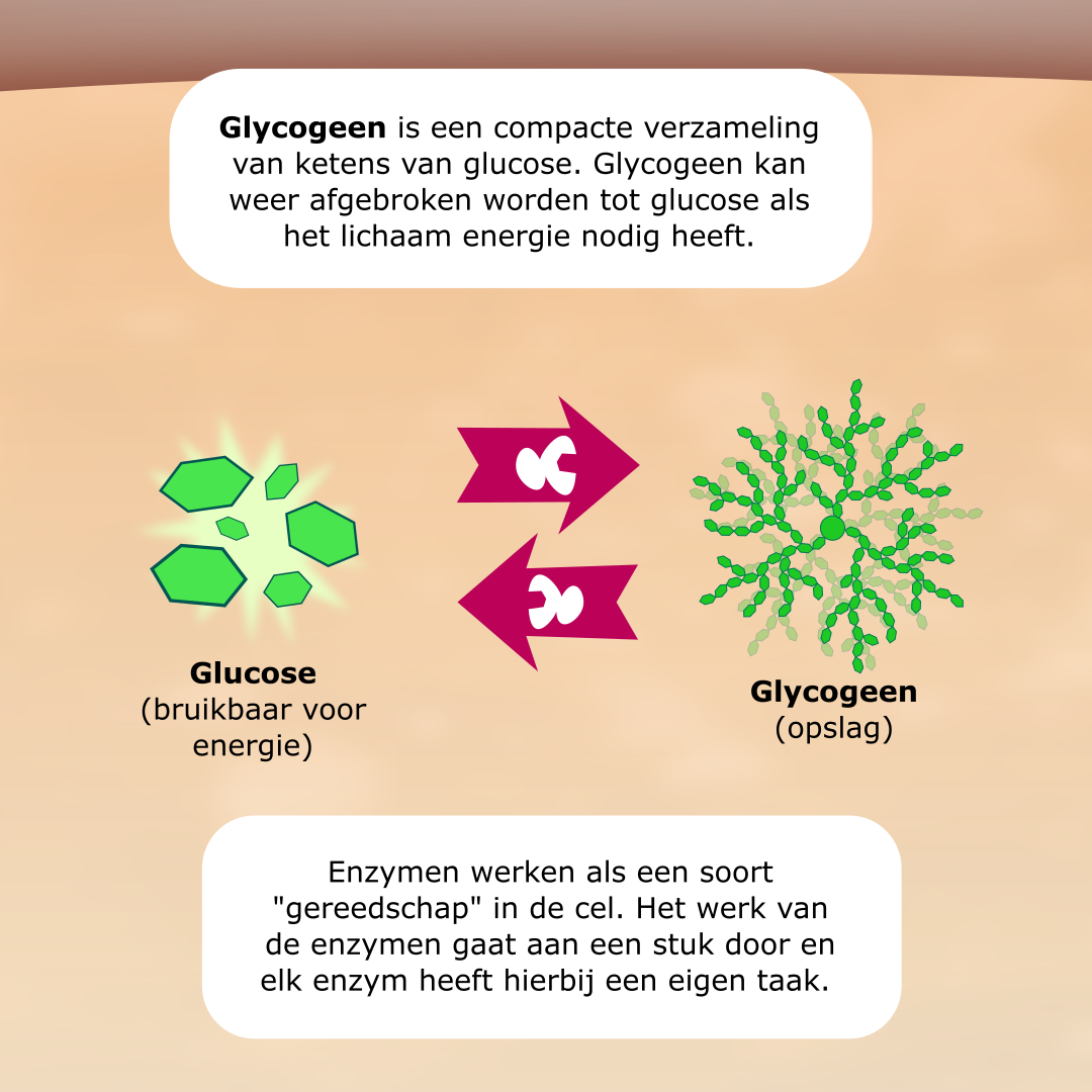 GSD-9 (Fosforylase-b-kinase deficiëntie) infographic afbeelding 4